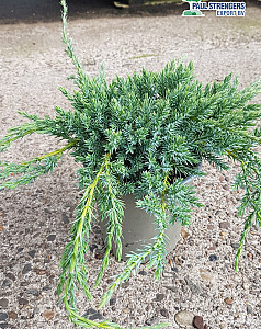 Juniperus squamata Blue Carpet