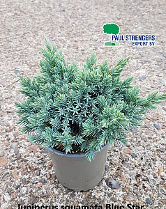 Juniperus squamata Blue Star