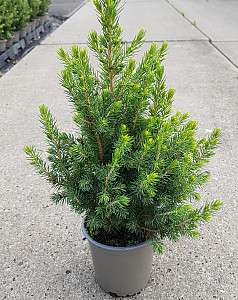 Picea glauca Conica