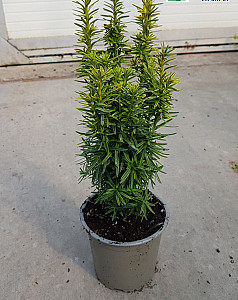 Taxus baccata David