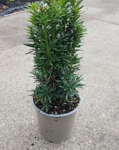 Taxus baccata Fastigiata Robusta