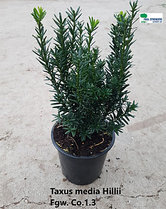 Taxus media Hillii