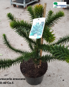 Araucaria araucana