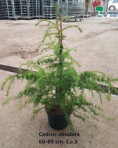Cedrus deodara