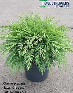 Chamaecyparis laws. Globosa
