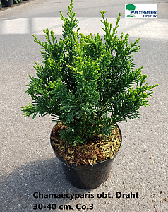 Chamaecyparis obt. Draht