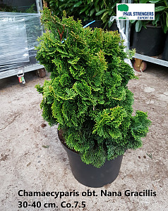Chamaecyparis obt. Nana Gracillis