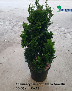 Chamaecyparis obt. Nana Gracillis
