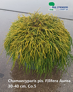 Chamaecyparis pis. Filifera Aurea