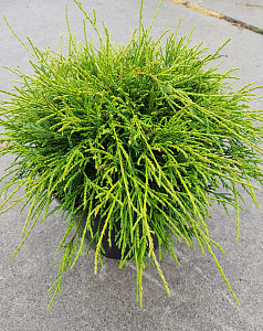 Chamaecyparis pis. Filifera Nana