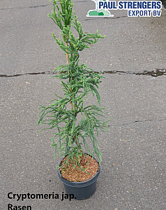 Cryptomeria jap.  Rasen