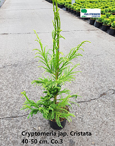 Cryptomeria jap. Cristata