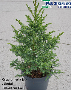 Cryptomeria jap. Jindai