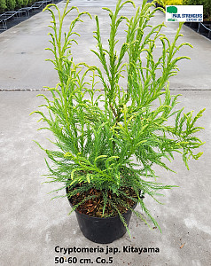 Cryptomeria jap. Kitayama