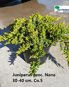 Juniperus procumbens Nana