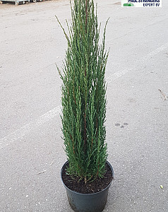 Juniperus scop. Blue Arrow