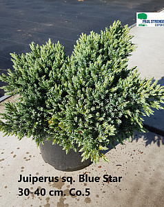 Juniperus squam. Blue Star