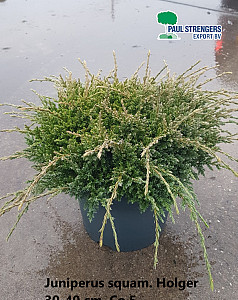 Juniperus squam. Holger