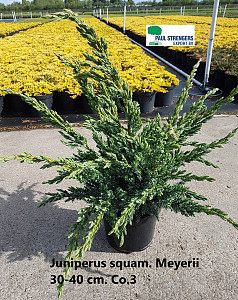 Juniperus squam. Meyerii