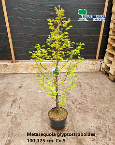 Metasequoia glyptostroboides