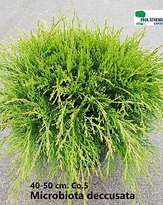 Microbiota deccusata