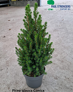 Picea glauca Conica