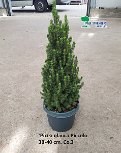 Picea glauca Piccolo