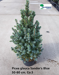 Picea glauca Sander's Blue
