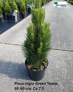 Pinus nigra Green Tower