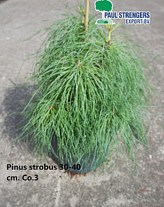 Pinus strobus