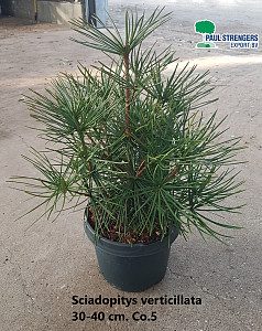 Sciadopitys verticillata