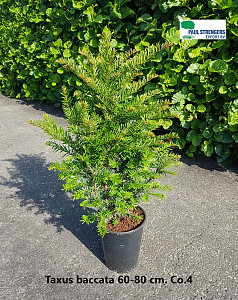 Taxus baccata