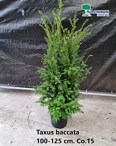 Taxus baccata