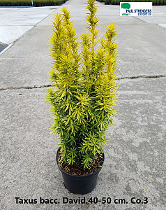 Taxus bacc. David