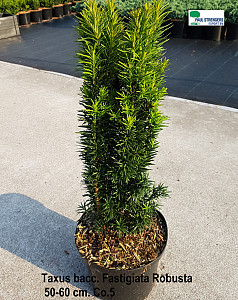 Taxus bacc. Fastigiata Robusta
