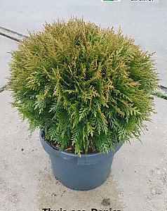 Thuja occ. Danica