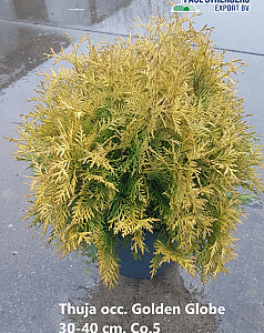 Thuja occ. Golden Globe