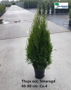 Thuja occ. Smaragd
