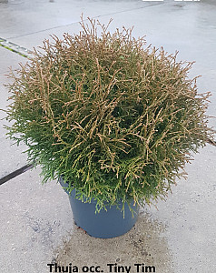 Thuja occ. Tiny Tim
