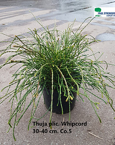 Thuja plic. Whipcord