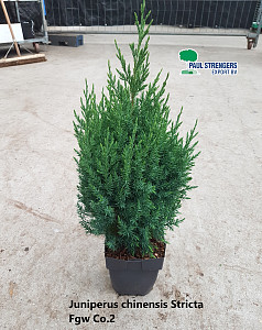 Juniperus chinensis Stricta