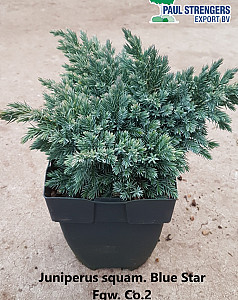 Juniperus squam. Blue Star