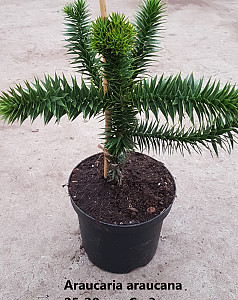 Araucaria araucana