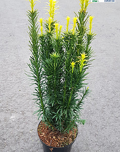 Cephalotaxus harr. Fastigiata
