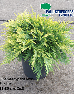 Chamaecyparis laws. Sunkist