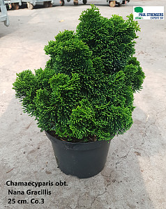 Chamaecyparis obt. Nana Gracillis