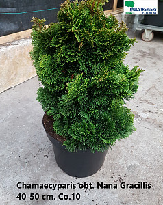 Chamaecyparis obt. Nana Gracillis