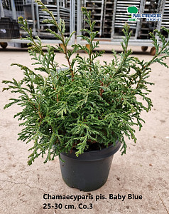 Chamaecyparis pis. Boulevard