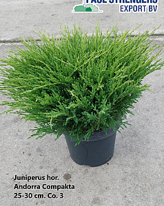 Juniperus hor. Andorra Compakta