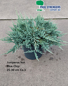 Juniperus hor. Blue Chip